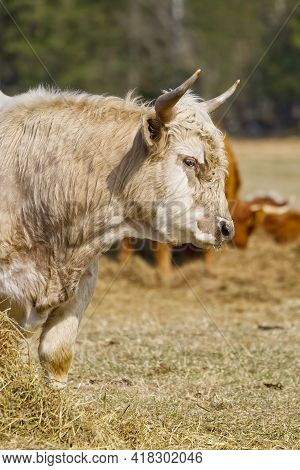 Portrait Of Blonde Aquitaine Breed Cow In The Meadow Autumn Field. Free Grazing