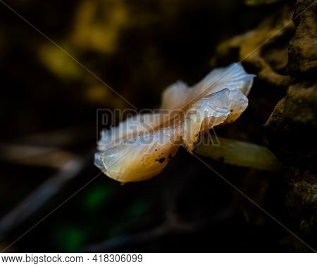 Close Up Of A Tiny Creamy White Semi Translucent Fungus