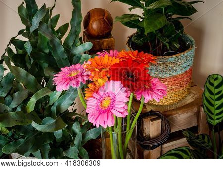 Close Up Of Beautiful Pink, Orange And Red Gerbara Daisies Surrounded By Green Plants