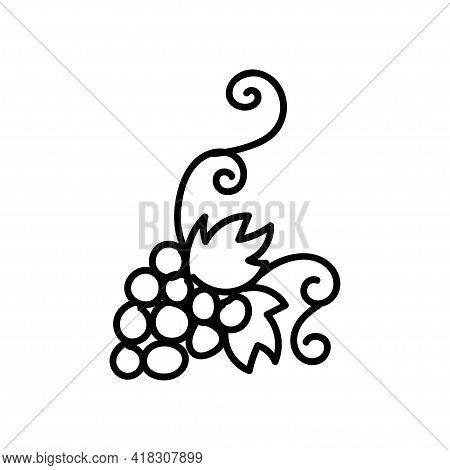 Grapevine. Hand Drawn Doodle Vector Illustration Isolated On Whithe Background. Simple Drawings With