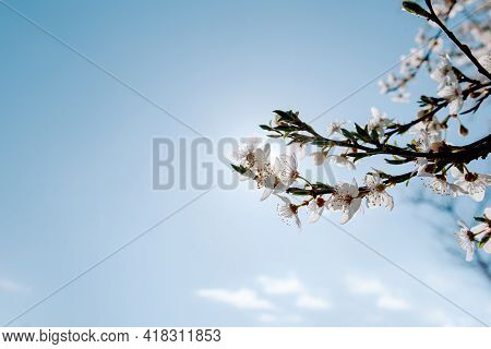 Cherry Blossom And  Blue Sky At Spring