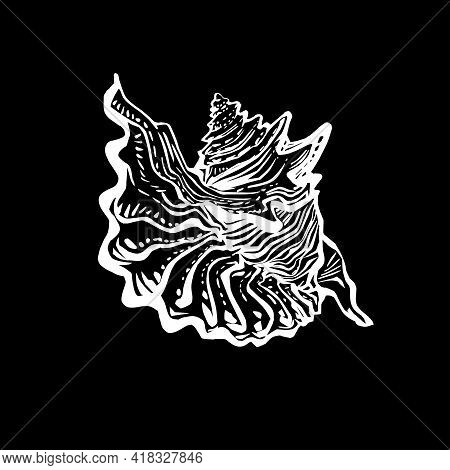 Doodle Seashell Of Marine Fauna In Live Line Style Hand Drawn. White Outline Sketch Design Element I