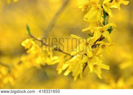 Blooming Forsythia Intermedia In Spring Season, Close Up Of Blooming Forsythia Intermedia Branches.