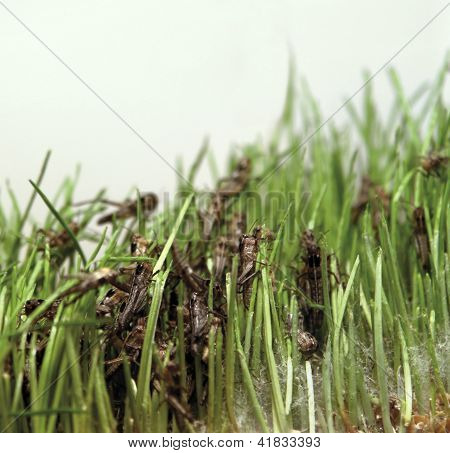 หนุ่ม Grasshoppers