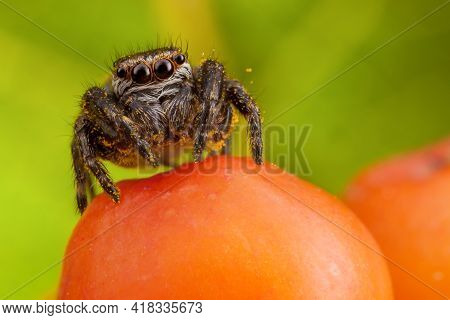 Jumping Spider Sticked With Yellow Pollen Sitting On The Orange Ashberry