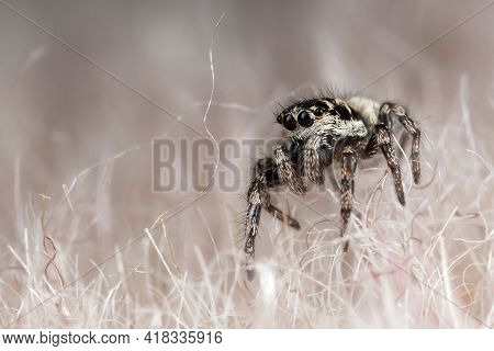 Amall Funny Little Spider On A Synthetic Fur