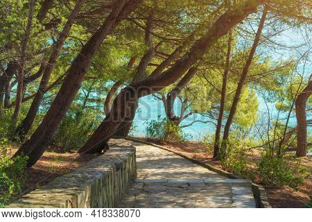 Natural landscape of spurce and sea on the edge at day.