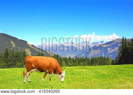 Cow grazing in a mountain meadow in Alps mountains, Tirol, Austria. View of idyllic mountain scenery in Alps with green grass and red cow on sunny day. European mountain landscape