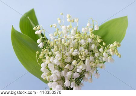 Bouquet Of The Lilies Of The Valley With Large Green Leaves On Blue Background.