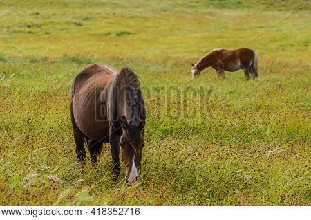 A Pair Of Wild Horses Grazing On The Lonely Plains Of Easter Island
