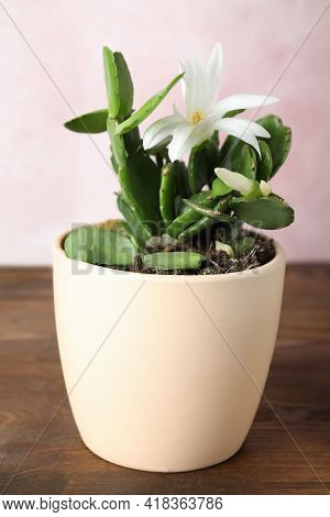 Beautiful Blooming Schlumbergera (christmas Or Thanksgiving Cactus) On Wooden Table