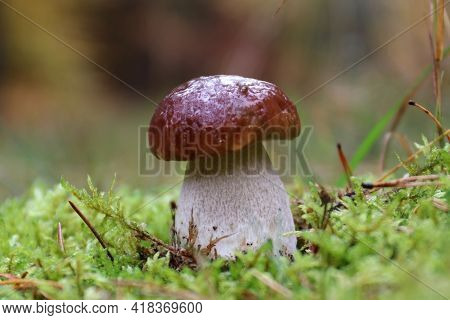 Wild Edible Mushroom Porcino Grows In The Moss In The Forest. It Is Young And Strong. A Large Solid 