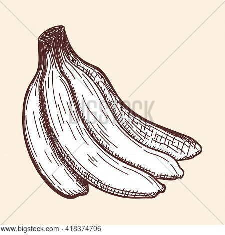 Icon Of Banana. Hand Drawn Sketch. Retro Vintage Design. Vector Illustration.