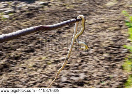 A Large Gray-yellow Snake Named Caspian Or Yellow-bellied Snake Was Caught And Carried On A Stick To
