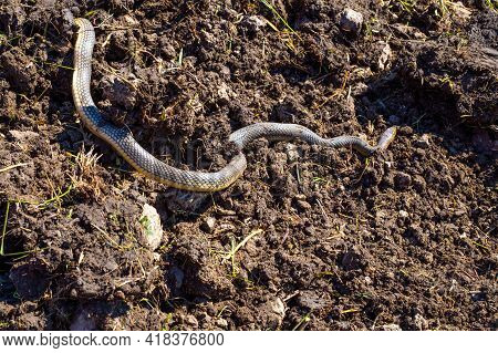 A Large Gray-yellow Snake Named Caspian Or Yellow-bellied Snake Crawls Over Freshly Plowed Land In S