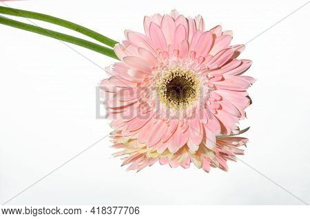 Gerber The Very Nice Pink Flower On The Mirrror