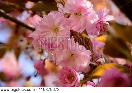 Japanese Cherry The Nice Pink Blossoms Close Up