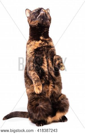 A Mottled Tortoiseshell Cat Sits Comically On Its Hind Legs And Raises Its Front Paw. Close-up, Isol