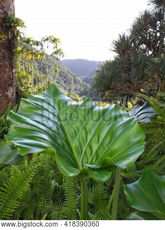 Close Up Of Green Leaves Of Tropical Plants In Botanical Garden Of The French West Indies. Lush Cari