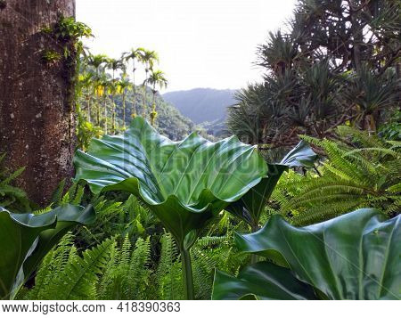 Close Up Of Green Leaves Of Tropical Plants In Botanical Garden Of The French West Indies. Lush Cari