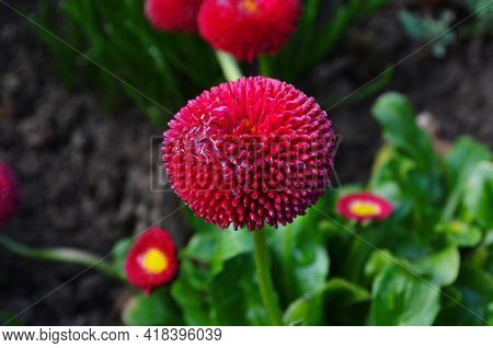 Beautiful Red Bellis Perennis Pomponette Flower In The Garden