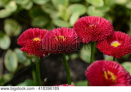Beautiful Red Bellis Perennis Pomponette Flower In The Garden