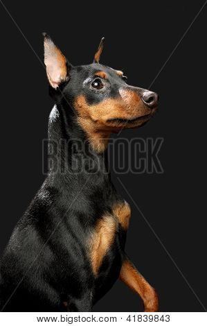 Lille Pinscher hvalp