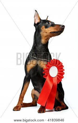 Lille Pinscher hvalp