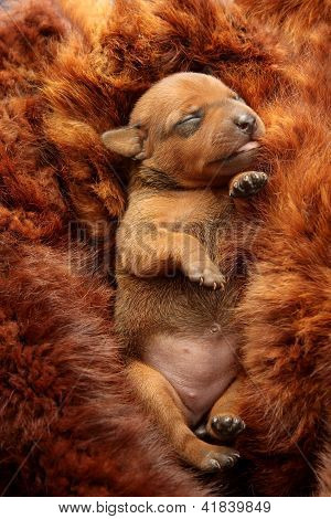 Lille Pinscher hvalp