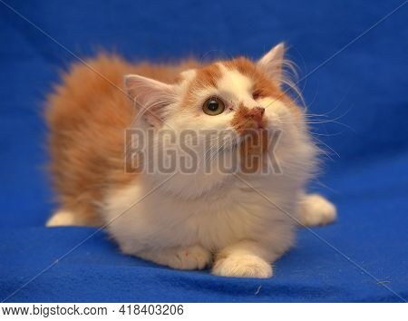 Small Red And White Kitten One-eyed Disabled