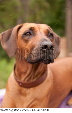 Rhodesian Ridgeback Dog In A Collar Portrait