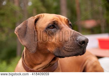 Rhodesian Ridgeback Dog In A Collar Portrait