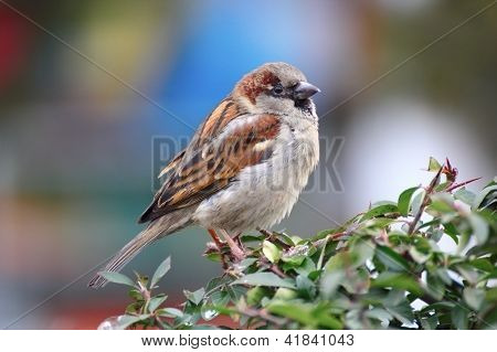 Vackra manliga Sparrow