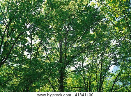 Landscape Image - Seasons Nature