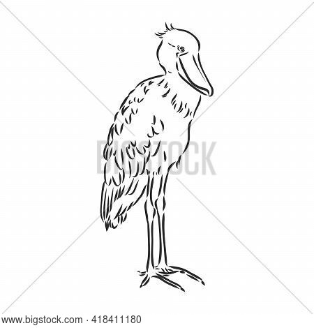 Hand Drawn Sketch Style Shoebill. Vector Illustration Isolated On White Background.
