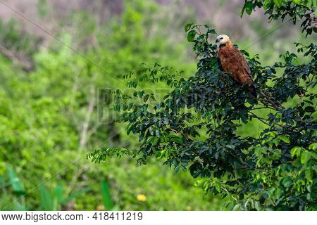 Black-collared Hawk Perched On A Tree Branch In The Pantanal Of Mato Grosso.
