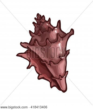 Decorated Spiral Shape Seashell, Conus With Edges