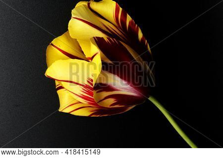 Yellow And Maroon Tulip On A Black Background Placed In The Center Of The Frame, Tulipa Gesneriana