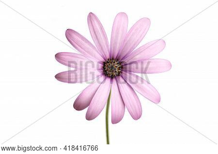 Purple Cape Marguerite Flower Isolated On White Background. Dimorphotheca Ecklonis