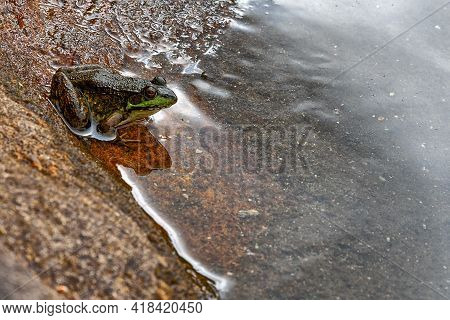 Small Frog Sitting Still At The Edge Of The Water Or Lake