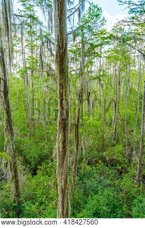 Forest Swamp Land In Okefenokee Swamp Park, Southern Georgia.