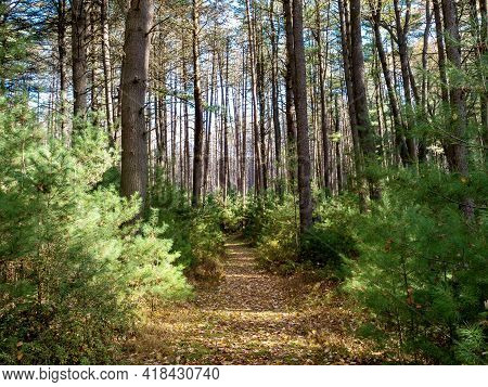 Cook Forest State Park In The Fall Near Clarion Pennsylvania With The Baby Pine Trees And Fallen Lea