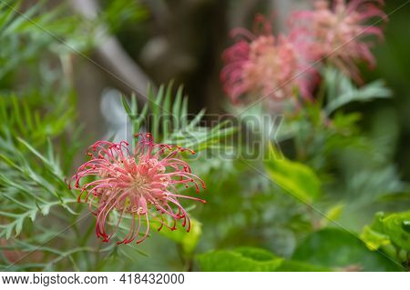 Beautiful Blooming Grevillea Banksii Or Kahiliflower Horizontal