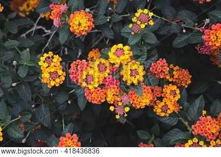 Lantana Camara L Or  Cloth Of Gold, Hedge Flower, Lantana, Weeping Lantana For Flower Background