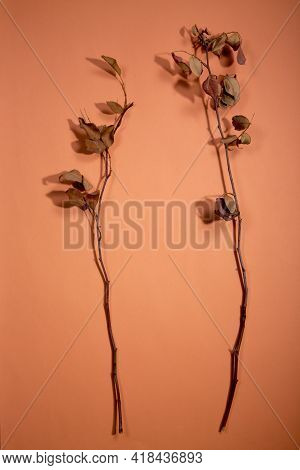 Two Dry Twigs Of A Tree On A Brown Background