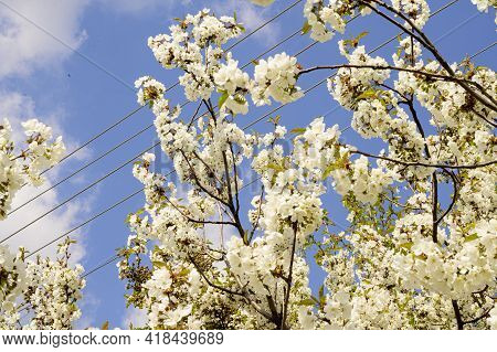 Tree Blossoms The Very Nice Spring Flower Close Up