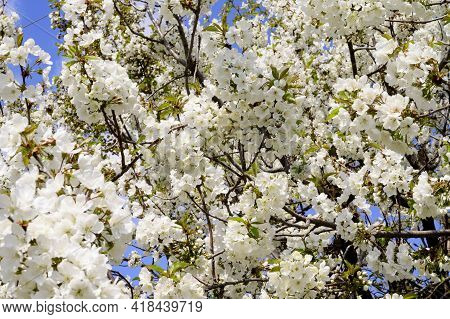 Tree Blossoms The Very Nice White Spring Flower Close Up