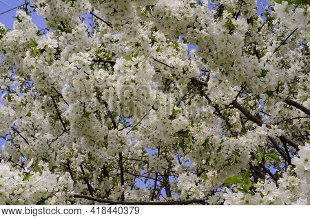 Tree Blossoms The Very Nice White Spring Flower Close Up
