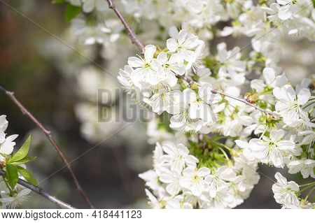 Tree Blossoms The Very Nice Spring Flower Close Up