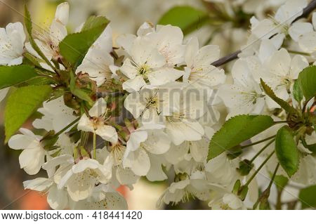 Tree Blossoms The Very Nice White Spring Flower Close Up